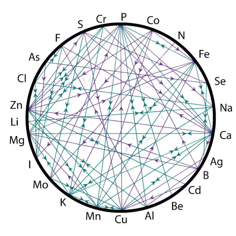 Mineral Nutritional Balancing: Mineralstoffe verdrängen Schwermetalle durch ionic Mimicry an Bindungsstellen